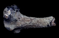 藏品(德氏水牛股骨化石)的圖片